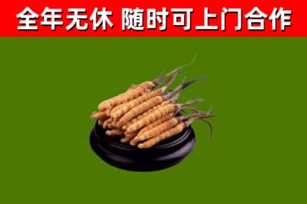 金东回收散虫草