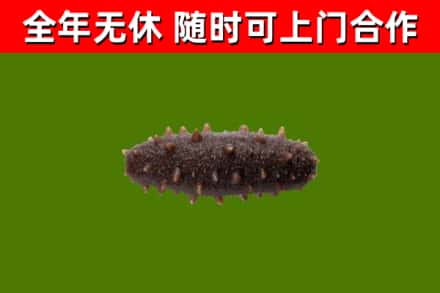 金东回收海参干